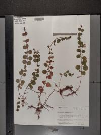 Lysimachia nummularia image