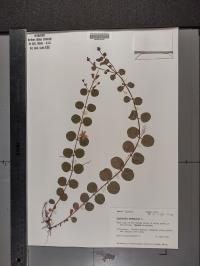 Lysimachia nummularia image