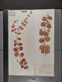 Lysimachia nummularia image