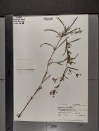 Lysimachia quadriflora image
