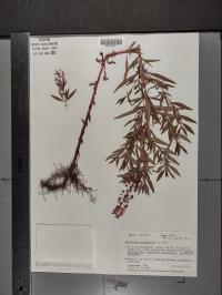 Lysimachia terrestris image