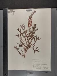 Lysimachia terrestris image