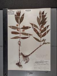 Lysimachia thyrsiflora image