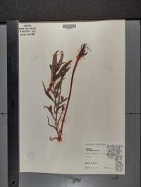 Lysimachia thyrsiflora image