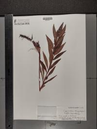 Lysimachia thyrsiflora image