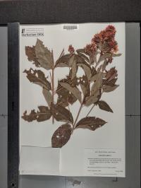 Lysimachia vulgaris image
