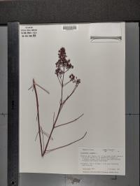 Lysimachia vulgaris image