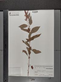 Lysimachia ciliata image