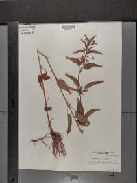 Lysimachia ciliata image