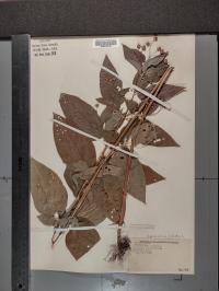 Lysimachia ciliata image