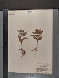 Lysimachia ciliata image