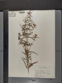 Lysimachia lanceolata image