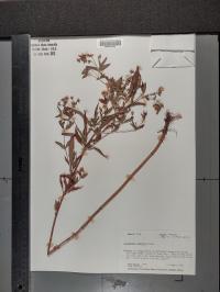 Lysimachia hybrida image
