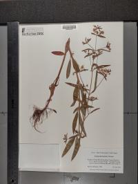 Lysimachia hybrida image