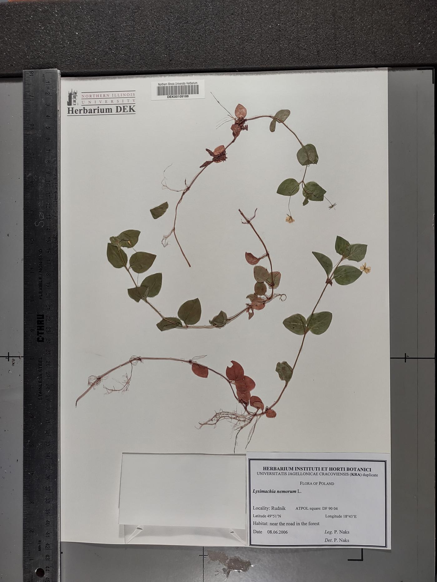 Lysimachia nemorum image