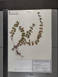 Lysimachia nummularia image