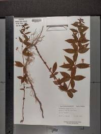 Lysimachia quadrifolia image