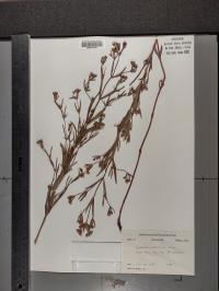 Lysimachia quadriflora image