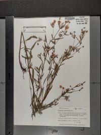 Lysimachia quadriflora image