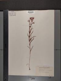 Lysimachia quadriflora image