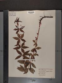 Lysimachia quadrifolia image