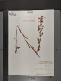 Lysimachia quadriflora image
