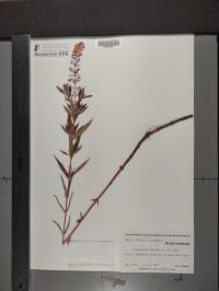 Lysimachia terrestris image