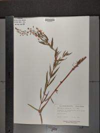 Lysimachia terrestris image