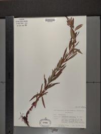 Lysimachia terrestris image