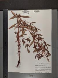 Lysimachia terrestris image