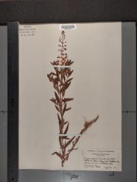 Lysimachia terrestris image