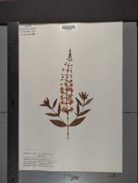 Lysimachia terrestris image