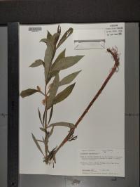 Lysimachia thyrsiflora image