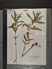 Lysimachia thyrsiflora image