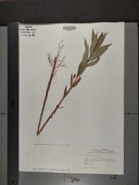 Lysimachia thyrsiflora image