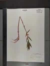 Lysimachia thyrsiflora image