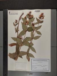 Lysimachia vulgaris image