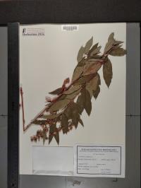 Lysimachia vulgaris image