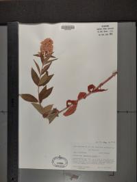 Lysimachia vulgaris image