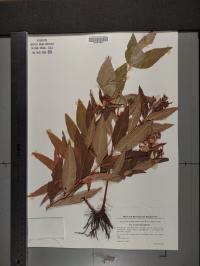 Lysimachia vulgaris image