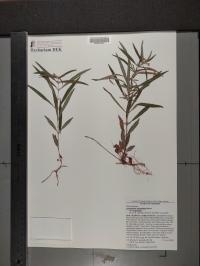Lysimachia lanceolata image