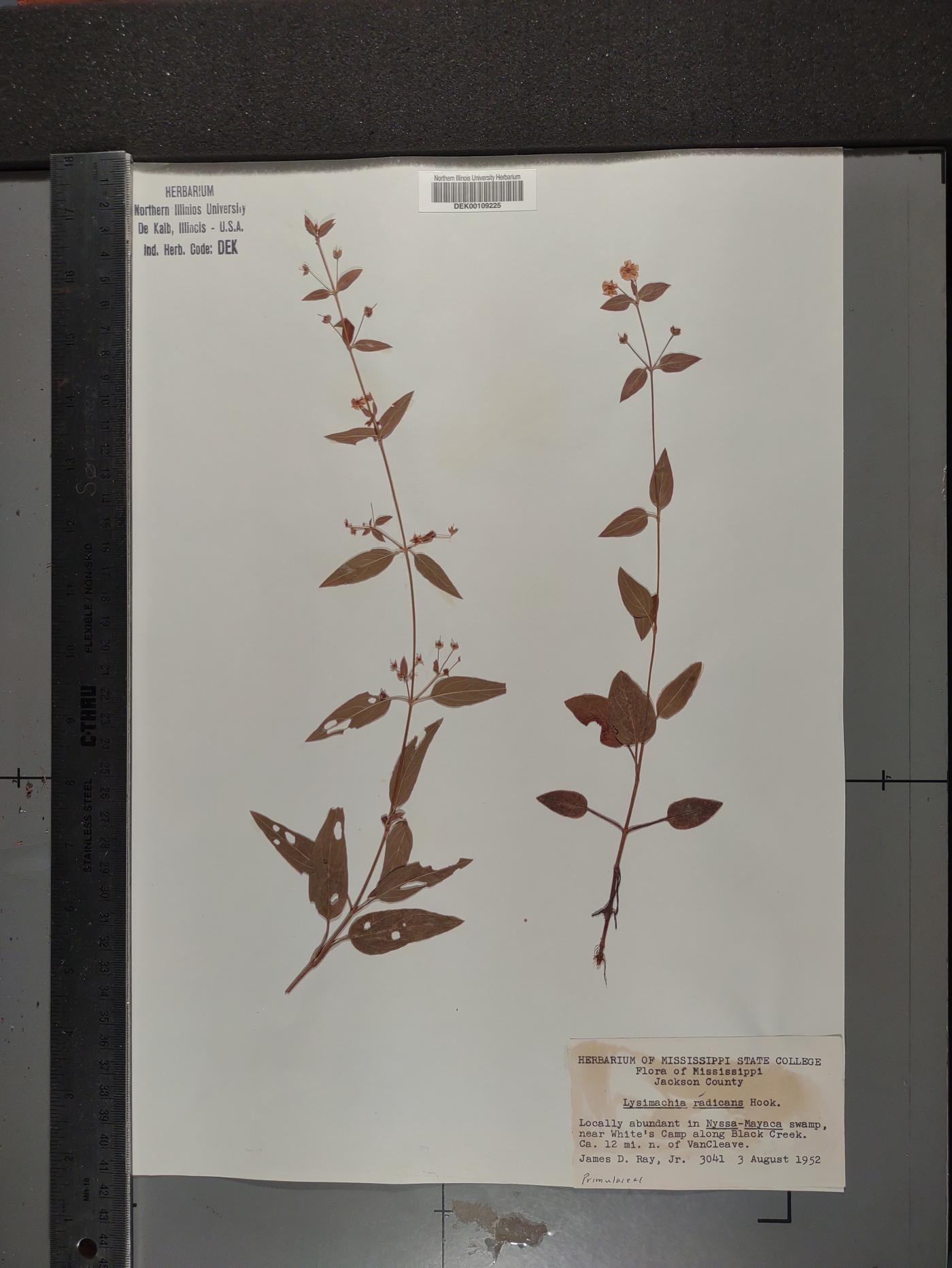 Lysimachia radicans image