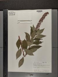 Lysimachia clethroides image