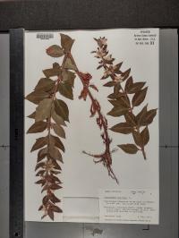 Lysimachia punctata image