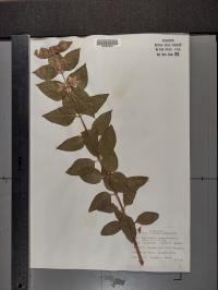 Lysimachia quadrifolia image