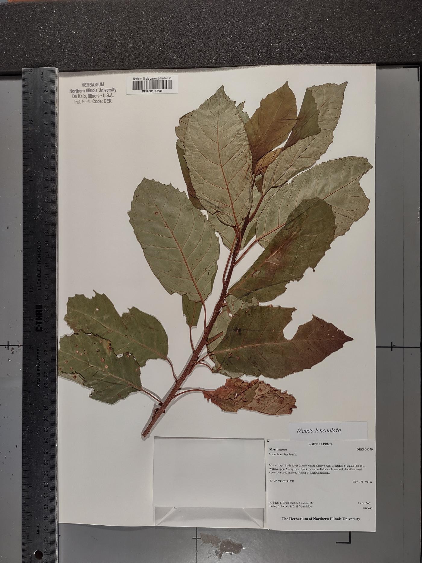 Maesa lanceolata image