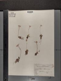 Primula mistassinica image
