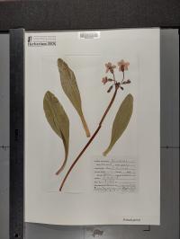 Primula parryi image