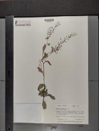 Samolus parviflorus image