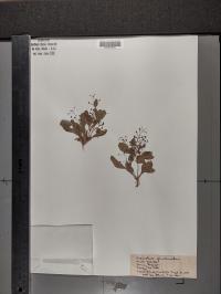 Samolus parviflorus image